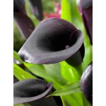 Arum Lily ‘Cantor’ (Zantedeschia elliottiana ‘Cantor’) Rhizome Arum Lily ‘Cantor’ (Zantedeschia elliottiana ‘Cantor’)