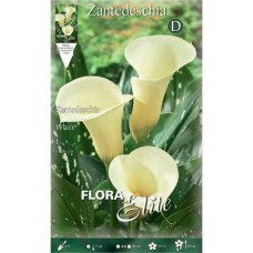 Arum Lily ‘White’ (Zantedeschia elliottiana ‘White’)