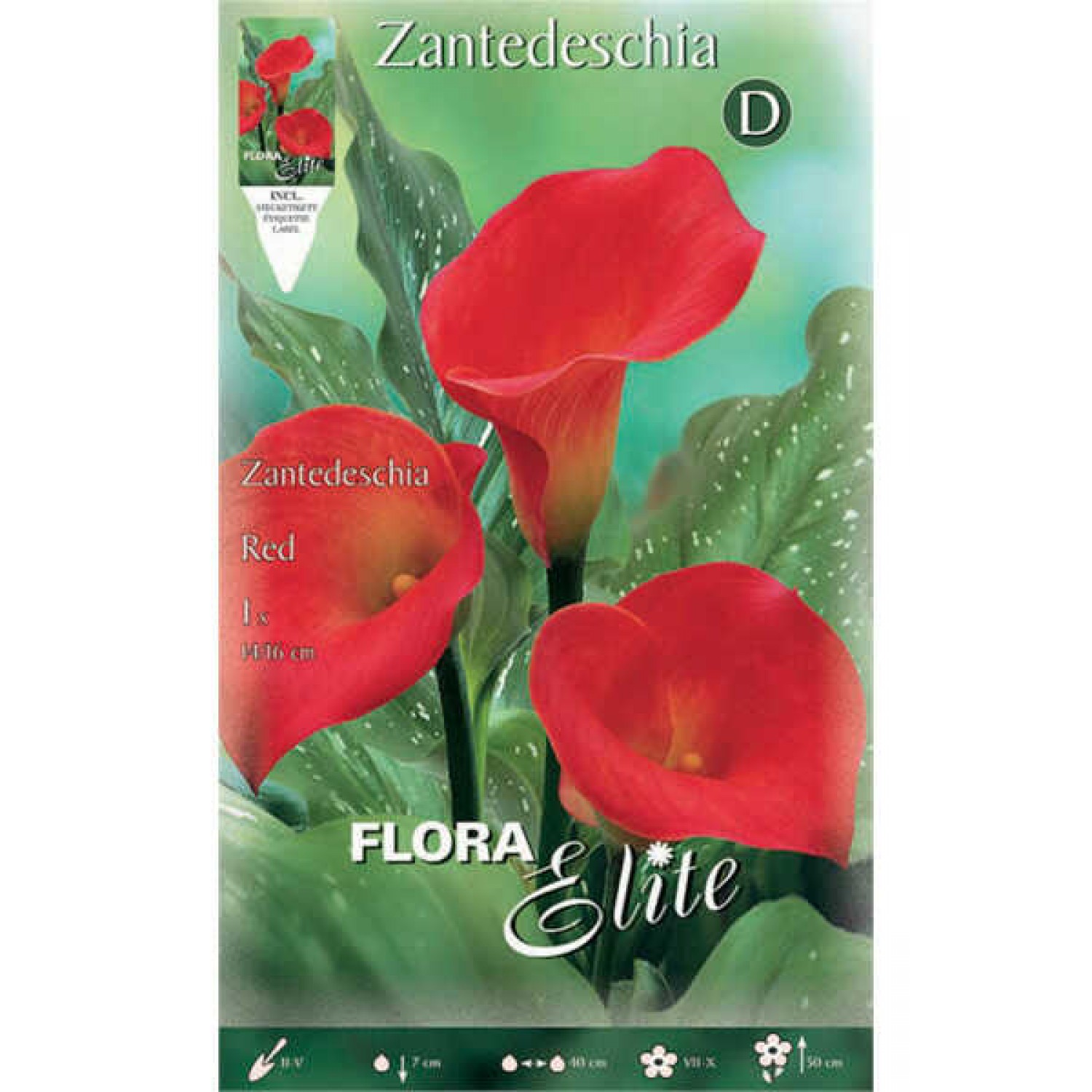 Arum Lily ‘Red’-Zantedeschia elliottiana ‘Red’ Rhizome Arum Lily ‘Red’ (Zantedeschia elliottiana ‘Red’) Rhizome