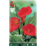 Arum Lily ‘Red’-Zantedeschia elliottiana ‘Red’ Rhizome Arum Lily ‘Red’ (Zantedeschia elliottiana ‘Red’) Rhizome
