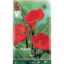 Arum Lily ‘Red’ (Zantedeschia elliottiana ‘Red’) Rhizome