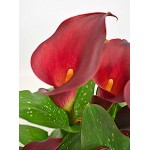 Arum Lily ‘Red’-Zantedeschia elliottiana ‘Red’ Rhizome Arum Lily ‘Red’ (Zantedeschia elliottiana ‘Red’) Rhizome
