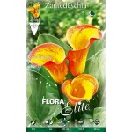 Κάλλα Πορτοκαλί-Κίτρινη Orange (Zantedeschia elliottiana ‘Orange’) Ρίζωμα (816208)