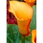 Κάλλα Πορτοκαλί-Κίτρινη Orange (Zantedeschia elliottiana ‘Orange’) Ρίζωμα (816208)