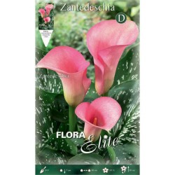 Arum Lily ‘Pink’ (Zantedeschia elliottiana ‘Pink’)
