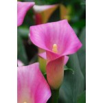 Arum Lily ‘Pink’ (Zantedeschia elliottiana ‘Pink’) Rhizome Arum Lily ‘Pink’ (Zantedeschia elliottiana ‘Pink’)