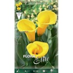 Κάλλα Yellow Κίτρινη (Zantedeschia elliottiana ‘Yellow’) - Ρίζωμα (816482) Κάλλες Κίτρινες Yellow Ριζώματα - Βολβοί - Κόνδυλοι
