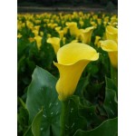 Κάλλα Yellow Κίτρινη (Zantedeschia elliottiana ‘Yellow’) - Ρίζωμα (816482) Κάλλες Κίτρινες Yellow Ριζώματα - Βολβοί - Κόνδυλοι