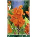 Κάννα Pretoria Πορτοκαλί (Canna ‘Pretoria’) Ρίζωμα (787225) Κάννες Pretoria Πορτοκαλί Πολυετείς (Canna 'Pretoria')