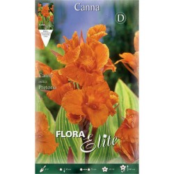 Κάννες Pretoria Πορτοκαλί Πολυετείς (Canna 'Pretoria')