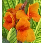 Κάννα Pretoria Πορτοκαλί (Canna ‘Pretoria’) Ρίζωμα (787225) Κάννες Pretoria Πορτοκαλί Πολυετείς (Canna 'Pretoria')