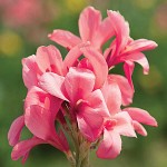 Canna Lily Pink President (Canna ‘Pink President’) Rhizome Canna Lily Pink President (Canna ‘Pink President’) Rhizomes