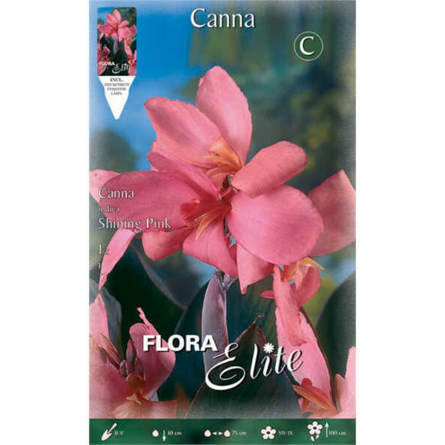 Κάννα Shining Pink Ροζ (Canna x generalis ‘Shining Pink’) Ρίζωμα (787249) Κάννες Shining Pink Ροζ Πολυετείς (Canna 'Shining Pink')