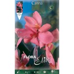 Κάννα Shining Pink Ροζ (Canna x generalis ‘Shining Pink’) Ρίζωμα (787249) Κάννες Shining Pink Ροζ Πολυετείς (Canna 'Shining Pink')