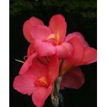 Κάννα Shining Pink Ροζ (Canna x generalis ‘Shining Pink’) Ρίζωμα (787249) Κάννες Shining Pink Ροζ Πολυετείς (Canna 'Shining Pink')