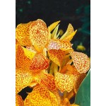 Κάννα En Avant Κίτρινη-Κόκκινη (Canna x generalis ‘En Avant’) Ρίζωμα (816628) Κάννες En Avant Κίτρινες-Κόκκινες Πολυετείς (Canna En Avant)