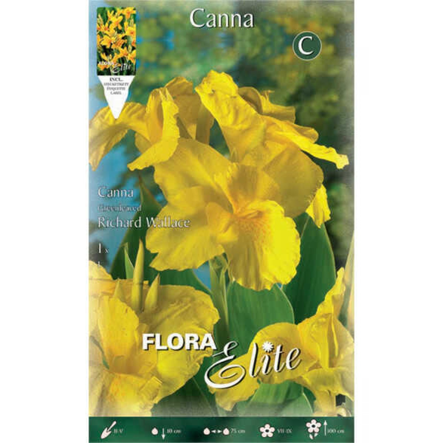 Κάννα Richard Wallace Κίτρινη (Canna x generalis ‘Richard Wallace’) Ρίζωμα (817328) Κάννες Richard Wallace Πολυετείς (Canna 'Richard Wallacer')