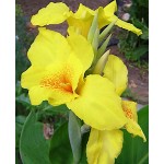 Κάννα Richard Wallace Κίτρινη (Canna x generalis ‘Richard Wallace’) Ρίζωμα (817328) Κάννες Richard Wallace Πολυετείς (Canna 'Richard Wallacer')