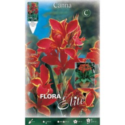 Κάννες Lucifer Πολυετείς (Canna 'Lucifer')