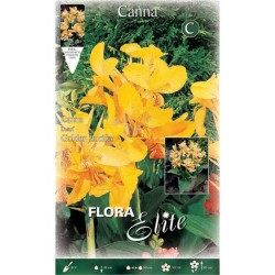 Κάννες Golden Lucifer Πολυετείς (Canna 'Golden Lucifer')