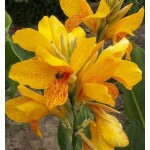 Canna Lily Golden Lucifer (Canna ‘Golden Lucifer’) Rhizome (816628) Canna Lily Golden Lucifer (Canna ‘Golden Lucifer’) Rhizome