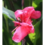 Κάννα Perkeo Ροζ (Canna x generalis ‘Perkeo’) Ρίζωμα (819070) Κάννες Perkeo Ροζ Πολυετείς (Canna 'Perkeo')