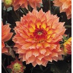 Ντάλια Gallery Pablo Πορτοκαλί (Dahlia 'Gallery Pablo') Κονδυλόρριζα - Σειρά Gallery® (620768) Ντάλιες Gallery Pablo Πορτοκαλί - Σειρά Gallery®