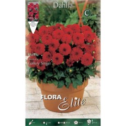 Dahlia 'Gallery Singer' Red - Tuberous & Bulbs