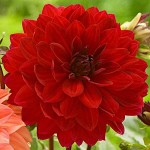 Ντάλια Gallery Singer Κόκκινη (Dahlia 'Gallery Singer') Κονδυλόρριζα - Σειρά Gallery® (620836) Ντάλιες Gallery Singer Κόκκινη - Σειρά Gallery®
