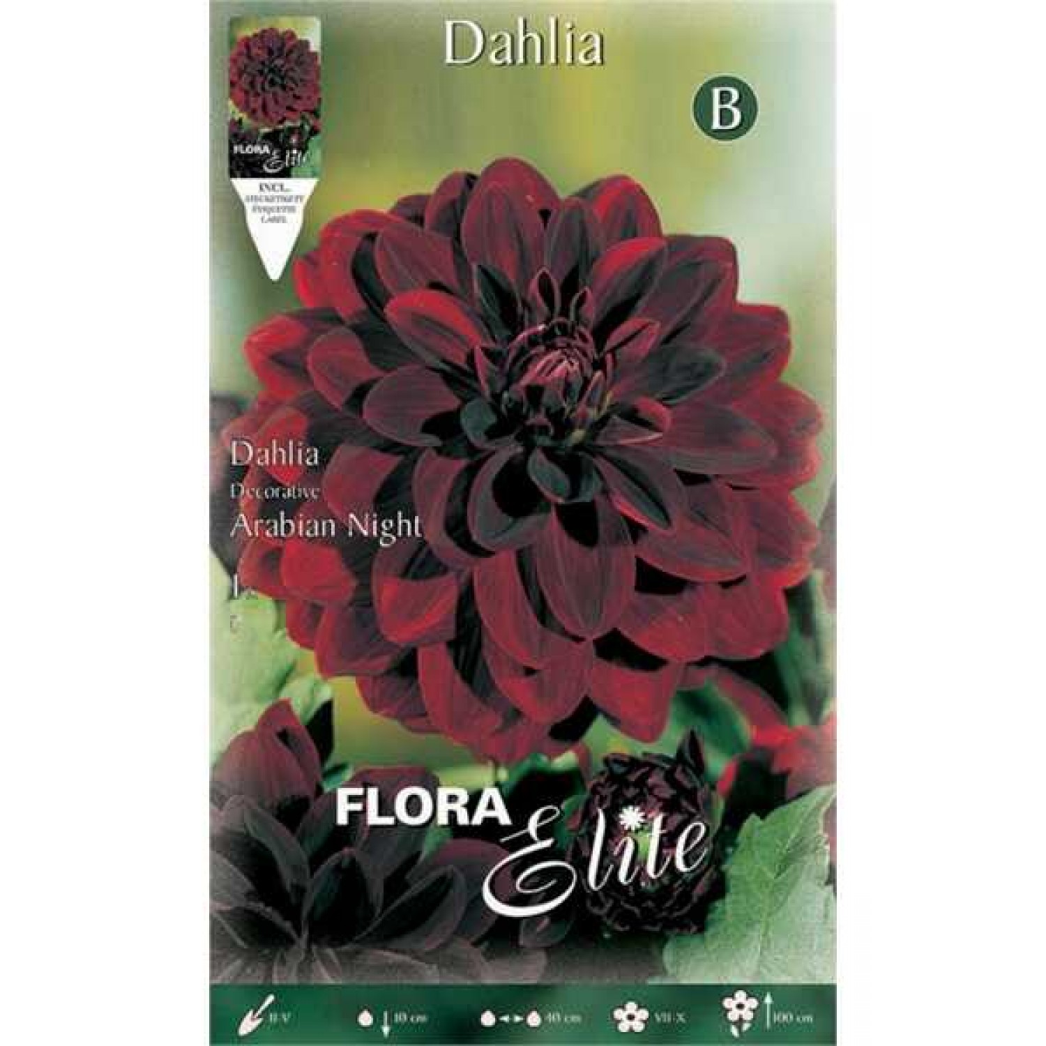 Dahlia Arabian Night Red-Black (Dahlia x pinnata 'Arabian Night') - Tuberous (605642) Dahlias Arabian Night Red-Black - Tuberous
