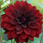 Dahlia Arabian Night Red-Black (Dahlia x pinnata 'Arabian Night') - Tuberous (605642) Dahlias Arabian Night Red-Black - Tuberous