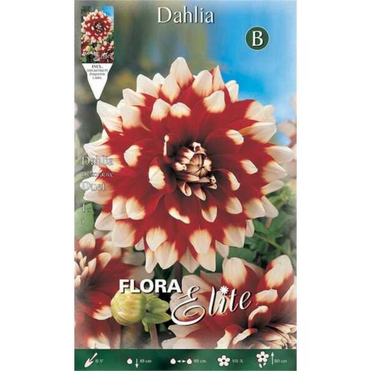 Ντάλια Duet Κόκκινο-Λευκό (Dahlia x pinnata 'Duet') - Κονδυλόρριζα (616846) Ντάλιες Duet Κόκκινο-Λευκό - Κονδυλόρριζες