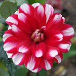 Ντάλια Duet Κόκκινο-Λευκό (Dahlia x pinnata 'Duet') - Κονδυλόρριζα (616846) Ντάλιες Duet Κόκκινο-Λευκό - Κονδυλόρριζες