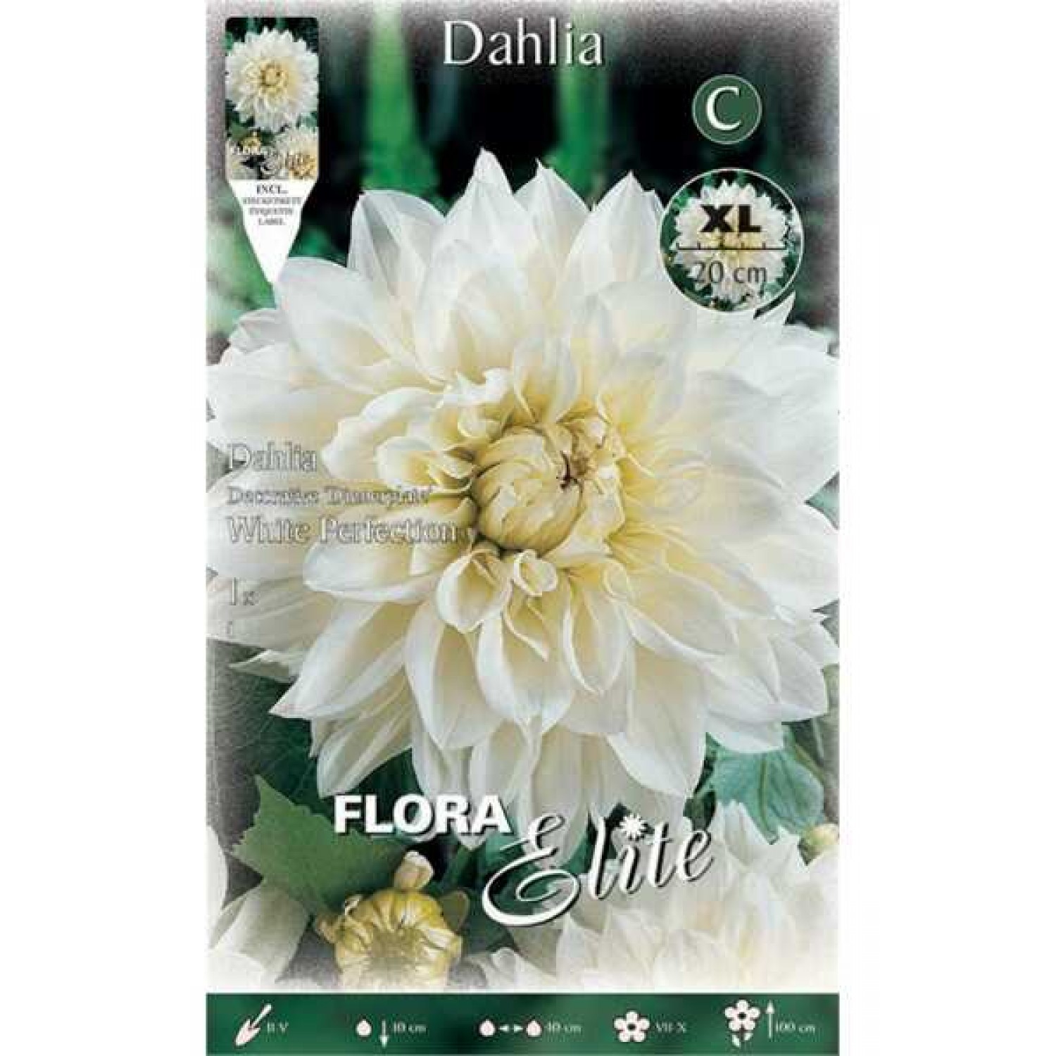 Ντάλια Γίγας White Perfection Λευκή (Dahlia x pinnata 'White Perfection') - Άνθος Μέγεθος Πιάτου (010156) Ντάλιες Γίγας White Perfection Λευκές Πελώρια Άνθη