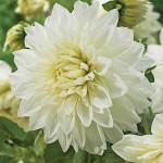 Ντάλια Γίγας White Perfection Λευκή (Dahlia x pinnata 'White Perfection') - Άνθος Μέγεθος Πιάτου (010156) Ντάλιες Γίγας White Perfection Λευκές Πελώρια Άνθη