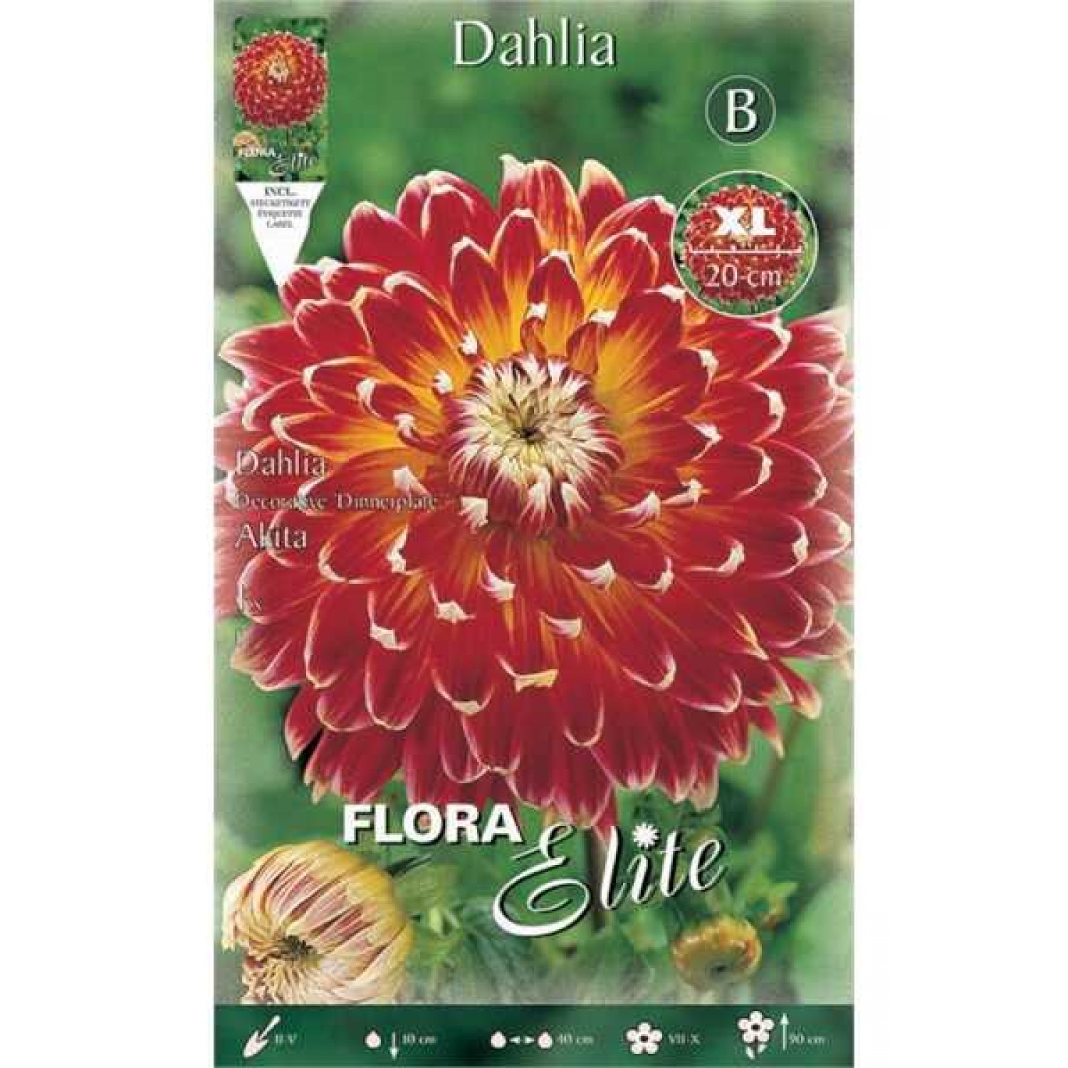 Akita Dinnerplate Dahlia Red-Yellow (Dahlia x pinnata 'Akita') Tuberous Akita Dinnerplate Dahlia Red-Yellow Tuberous