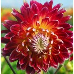 Akita Dinnerplate Dahlia Red-Yellow (Dahlia x pinnata 'Akita') Tuberous Akita Dinnerplate Dahlia Red-Yellow Tuberous