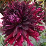 Kenora Macop Dinnerplate Dahlia Bordeaux (Dahlia x pinnata 'Kenora Macop') Tuberous Kenora Macop Dinnerplate Dahlia Bordeaux Tuberous