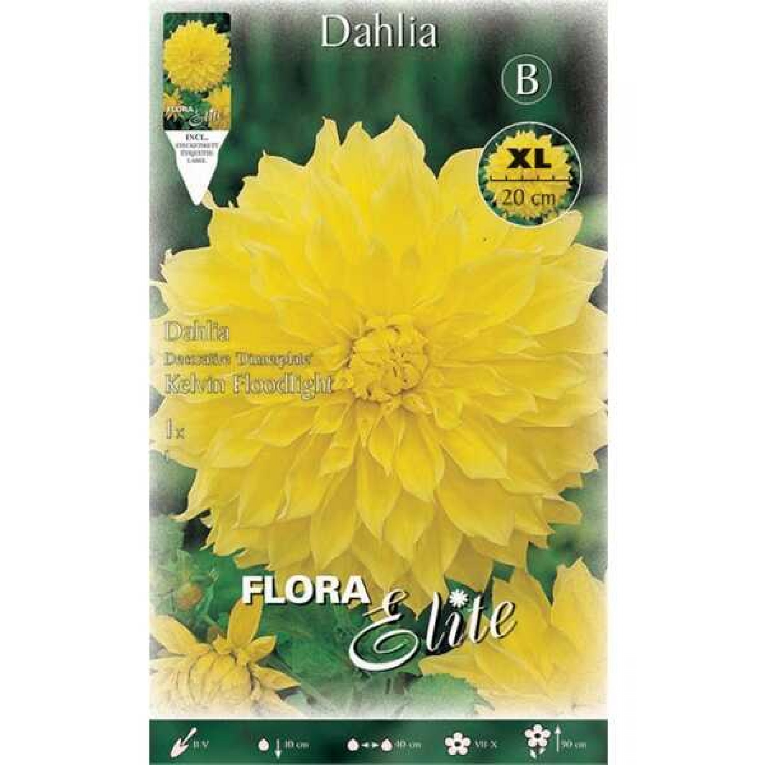 Kelvin Floodlight Dinnerplate Dahlia Yellow (Dahlia x pinnata 'Kelvin Floodlight') Tuberous (637216) Dahlia Dinnerplate Yellow Kelvin Floodlight Tuberous