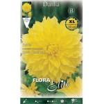 Kelvin Floodlight Dinnerplate Dahlia Yellow (Dahlia x pinnata 'Kelvin Floodlight') Tuberous (637216) Dahlia Dinnerplate Yellow Kelvin Floodlight Tuberous