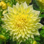 Kelvin Floodlight Dinnerplate Dahlia Yellow (Dahlia x pinnata 'Kelvin Floodlight') Tuberous (637216) Dahlia Dinnerplate Yellow Kelvin Floodlight Tuberous