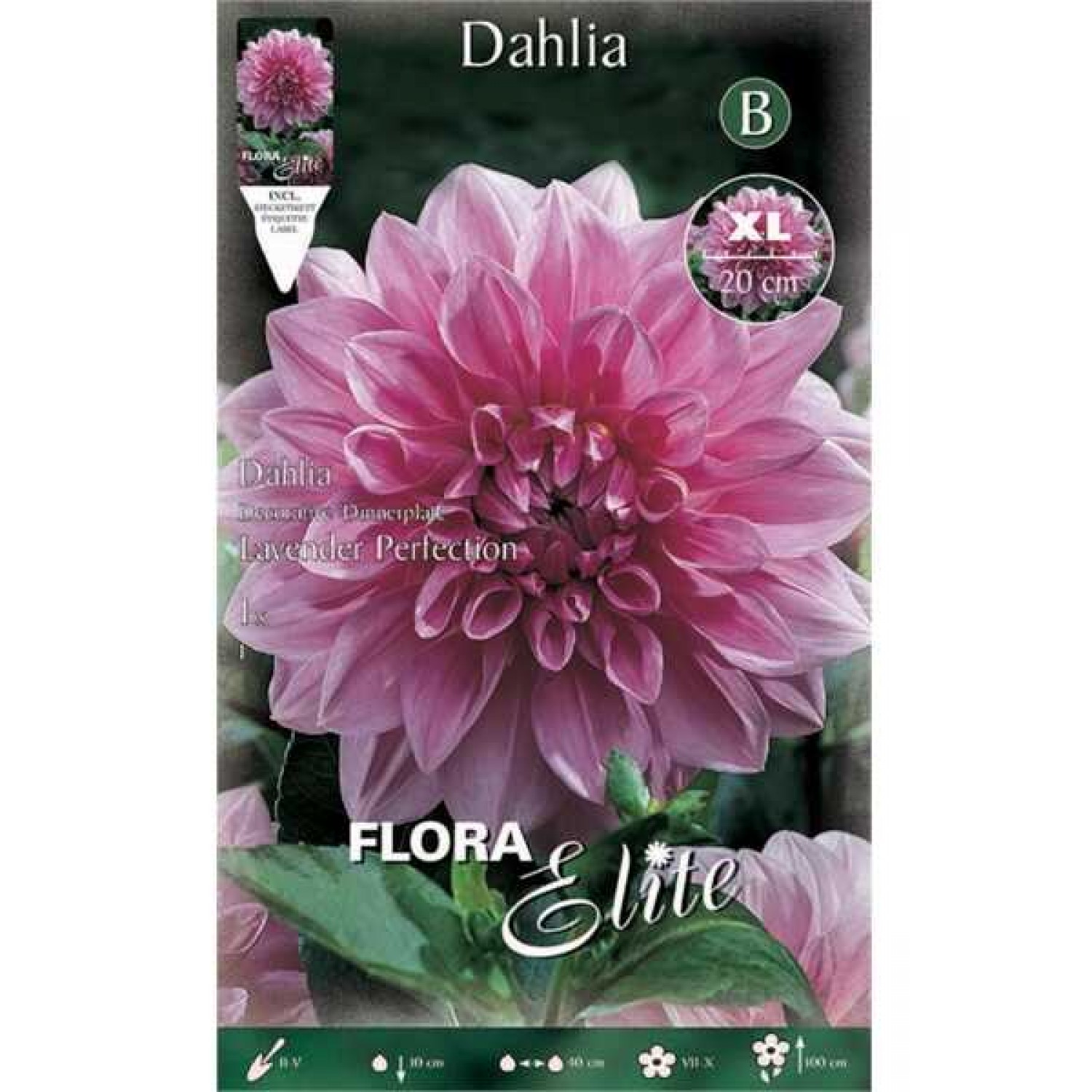 Ντάλια Lavender Perfection Λευκό - Λιλά (Dahlia x pinnata 'Lavender Perfection') - Άνθος Μέγεθος Πιάτου (638541) Ντάλιες Γίγας Lavender Perfection Λευκά - Λιλά Πελώρια Άνθη