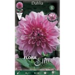 Ντάλια Lavender Perfection Λευκό - Λιλά (Dahlia x pinnata 'Lavender Perfection') - Άνθος Μέγεθος Πιάτου (638541) Ντάλιες Γίγας Lavender Perfection Λευκά - Λιλά Πελώρια Άνθη