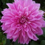 Ντάλια Lavender Perfection Λευκό - Λιλά (Dahlia x pinnata 'Lavender Perfection') - Άνθος Μέγεθος Πιάτου (638541) Ντάλιες Γίγας Lavender Perfection Λευκά - Λιλά Πελώρια Άνθη