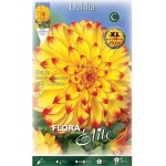 Lady Darlene Dinnerplate Dahlia Yellow - Orange (Dahlia x pinnata 'Lady Darlene') Tuberous Lady Darlene Dinnerplate Dahlia Yellow - Orange Tuberous