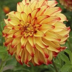 Lady Darlene Dinnerplate Dahlia Yellow - Orange (Dahlia x pinnata 'Lady Darlene') Tuberous Lady Darlene Dinnerplate Dahlia Yellow - Orange Tuberous