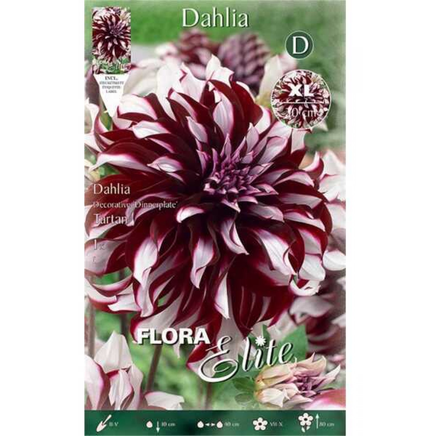 Ντάλια Γίγας Tartan Μπορντώ - Λευκή (Dahlia x pinnata 'Tartan') - Άνθος Μέγεθος Πιάτου (785993) Ντάλιες Tartan Μπορντώ - Λευκές Πελώρια Άνθη