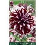 Ντάλια Γίγας Tartan Μπορντώ - Λευκή (Dahlia x pinnata 'Tartan') - Άνθος Μέγεθος Πιάτου (785993) Ντάλιες Tartan Μπορντώ - Λευκές Πελώρια Άνθη
