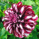 Ντάλια Γίγας Tartan Μπορντώ - Λευκή (Dahlia x pinnata 'Tartan') - Άνθος Μέγεθος Πιάτου (785993) Ντάλιες Tartan Μπορντώ - Λευκές Πελώρια Άνθη