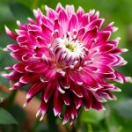 Vancouver Dahlia Purple - White (Dahlia x pinnata 'Vancouver') Tuberous Vancouver Dahlia Purple - White Tuberous